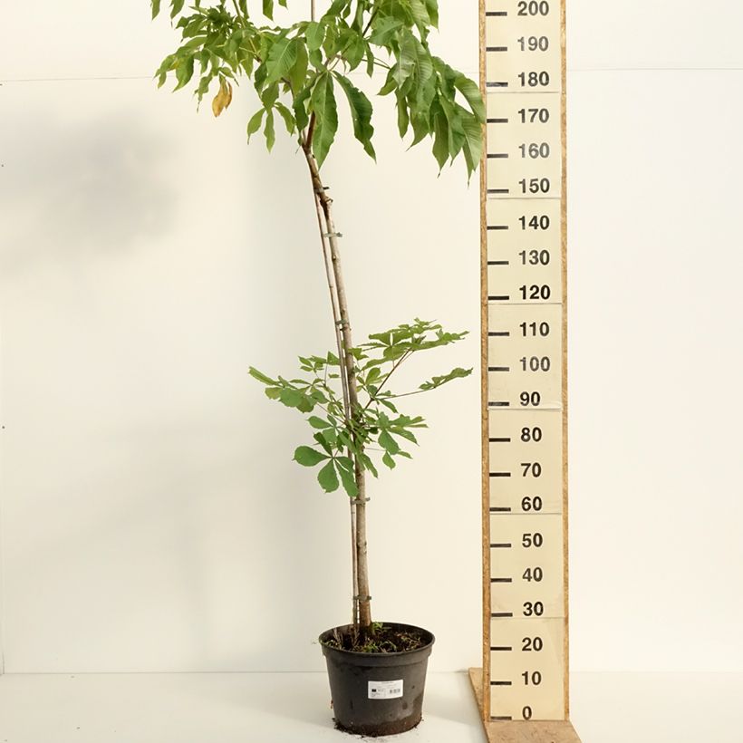 Example of Aesculus flava - Ippocastano giallo Vaso da 20L/25L, Vaso impalcato as you get in printemps