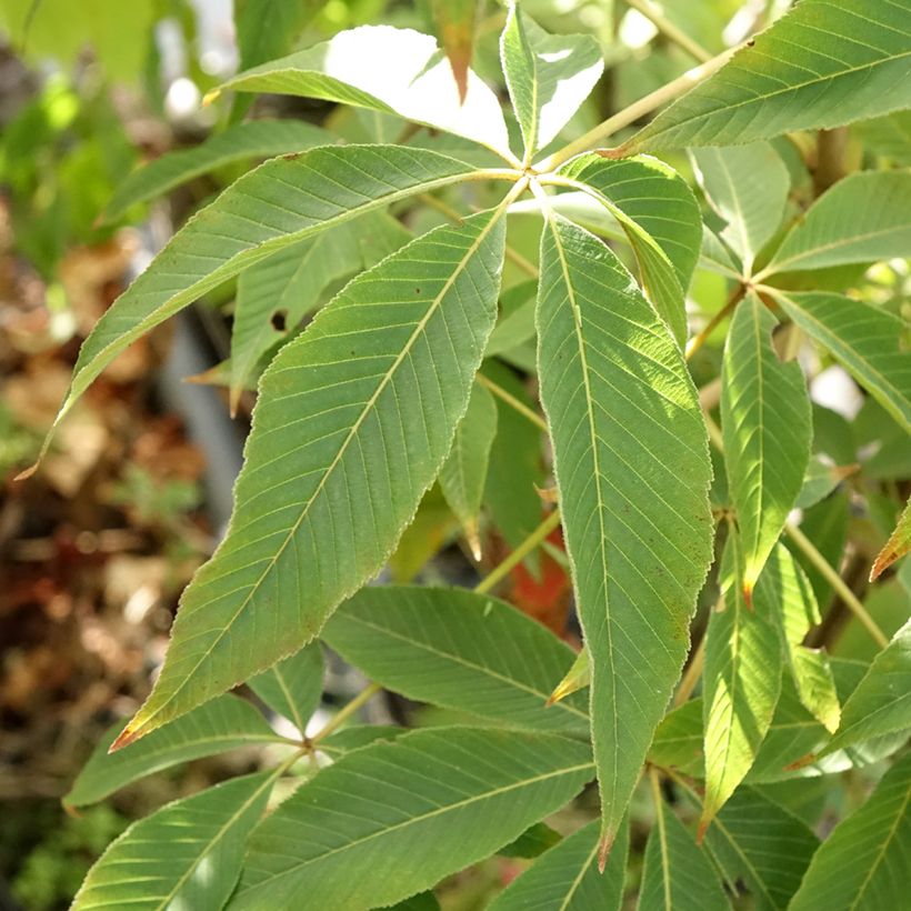 Aesculus glabra Herkenrode (Foliage)