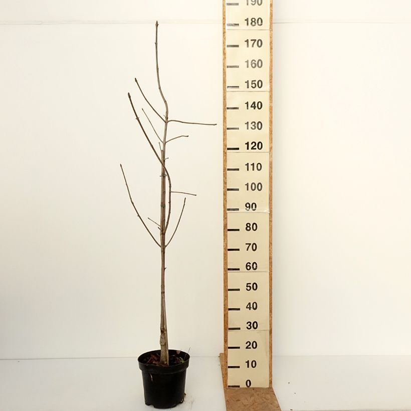 Esemplare di Aesculus glabra Herkenrode Vaso da 7,5L/10L come consegnato in autunno