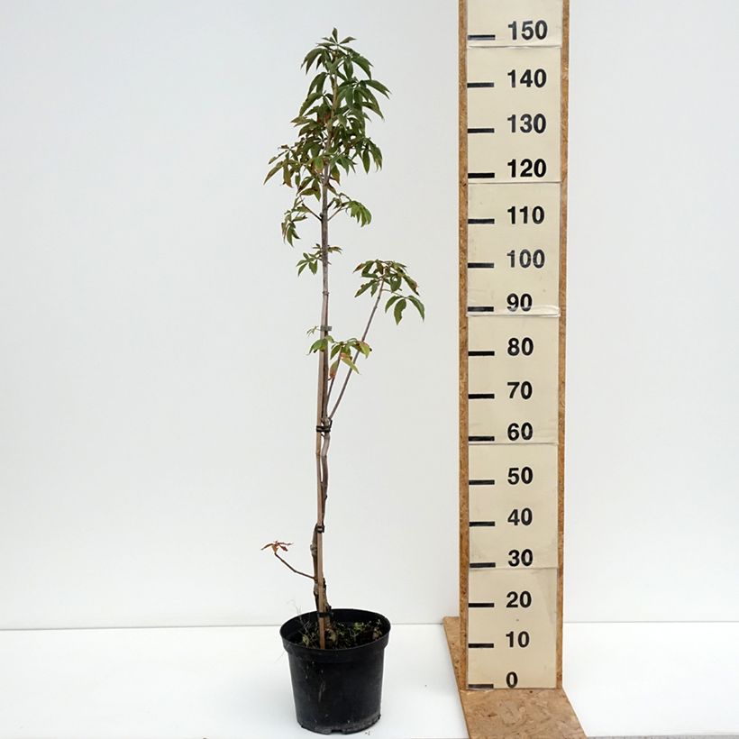 Esemplare di Aesculus glabra Herkenrode Vaso da 7,5L/10L consegnato in estate
