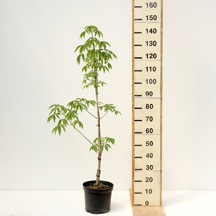 Example of Aesculus glabra Herkenrode Vaso da 7,5L/10L as you get in printemps