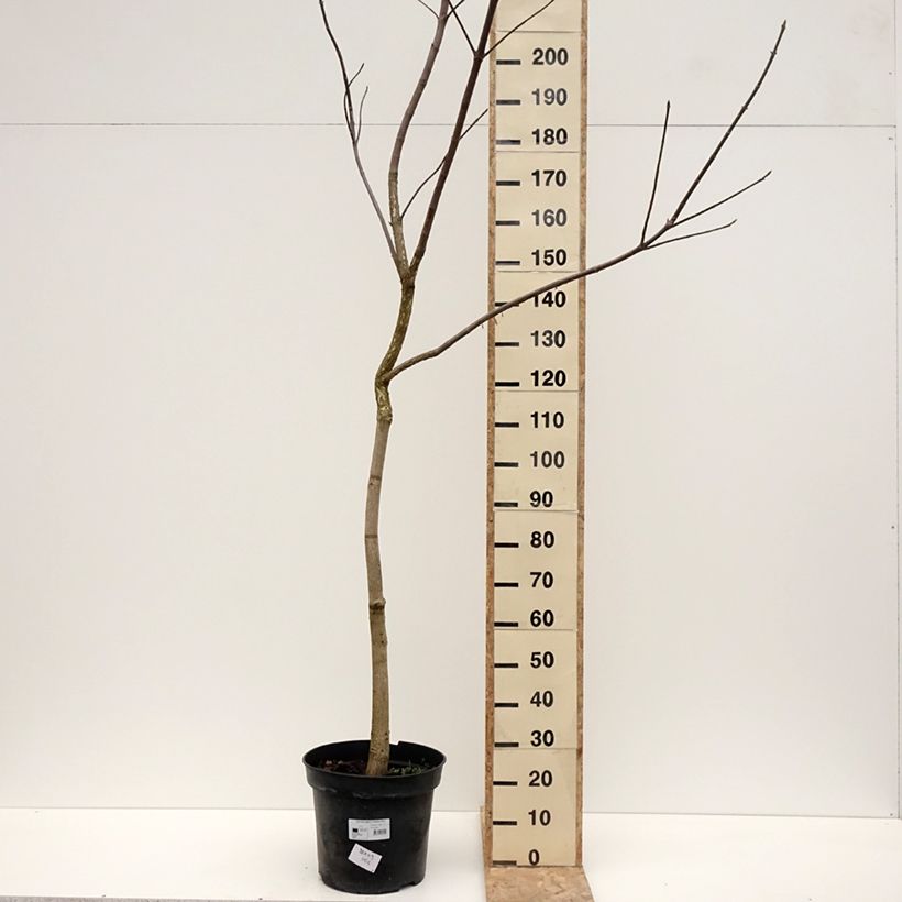 Aesculus glabra October Red - Marronnier de l'Ohio Pot de 20L/25L, Tige esemplare consegnato in inverno