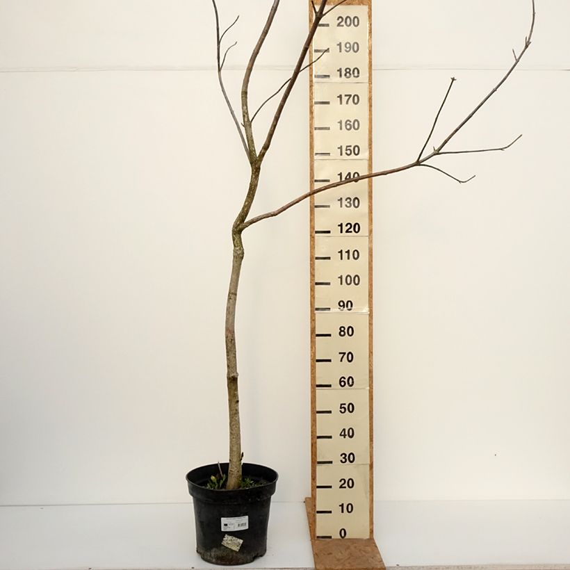 Esemplare di Aesculus glabra October Red Vaso da 20L/25L, Vaso impalcato come consegnato in autunno