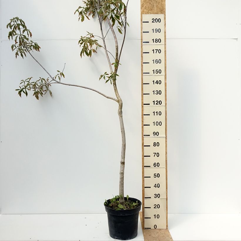 Esemplare di Aesculus glabra October Red Vaso da 20L/25L, Vaso impalcato consegnato in estate