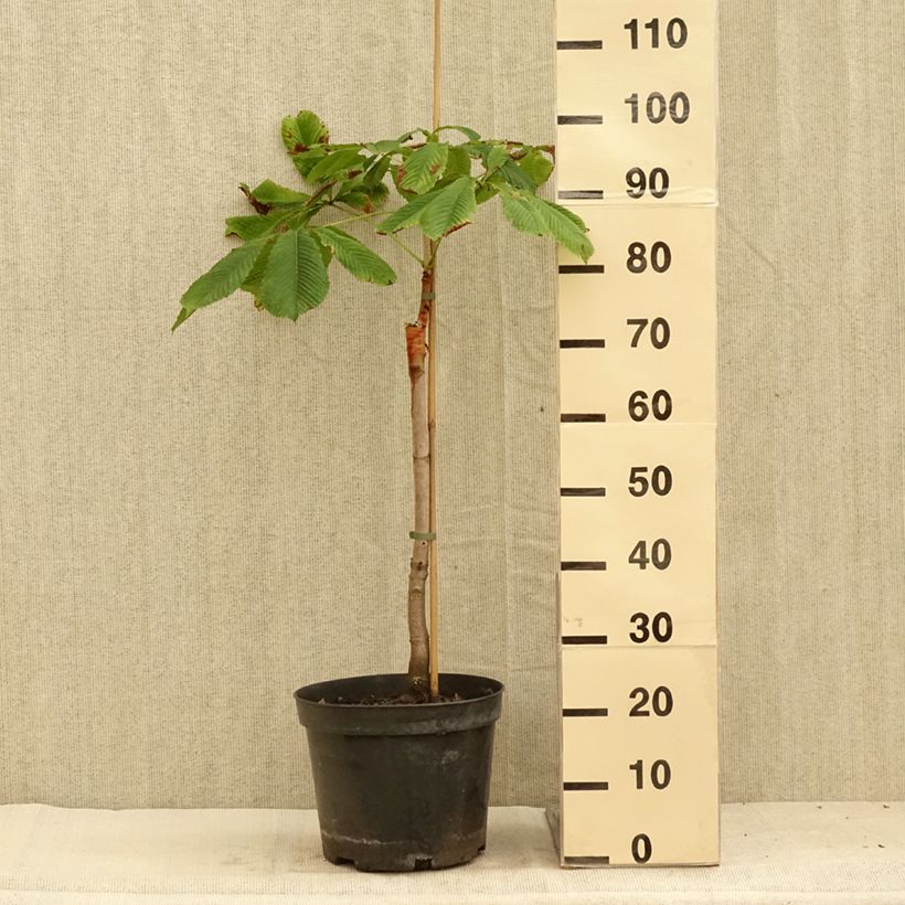 Esemplare di Aesculus hippocastanum Hampton Court Gold - Ippocastano Vaso da 4L/5L consegnato in estate
