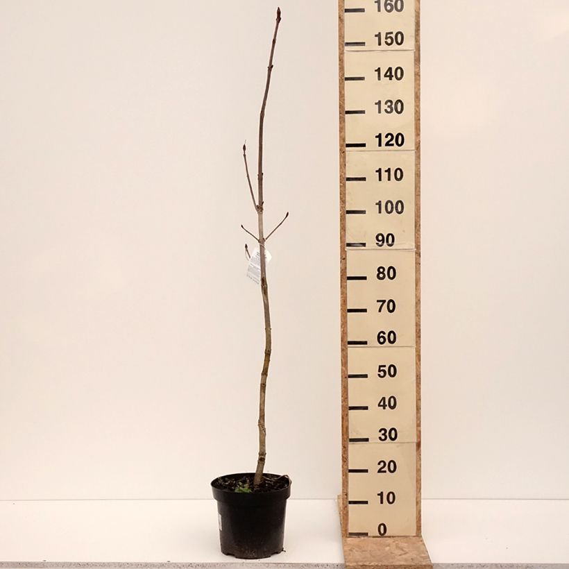 Aesculus hippocastanum Memmingeri - Marronnier commun Pot de 4L/5L esemplare consegnato in inverno