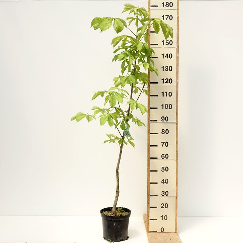 Example of Aesculus hippocastanum Memmingeri - Ippocastano Vaso da 4L/5L as you get in printemps