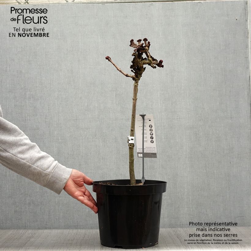 Esemplare di Aesculus hippocastanum Monstrosa - Marronnier commun Pot de 7,5L/10L, Tige, Tige de 40 cm come consegnato in autunno