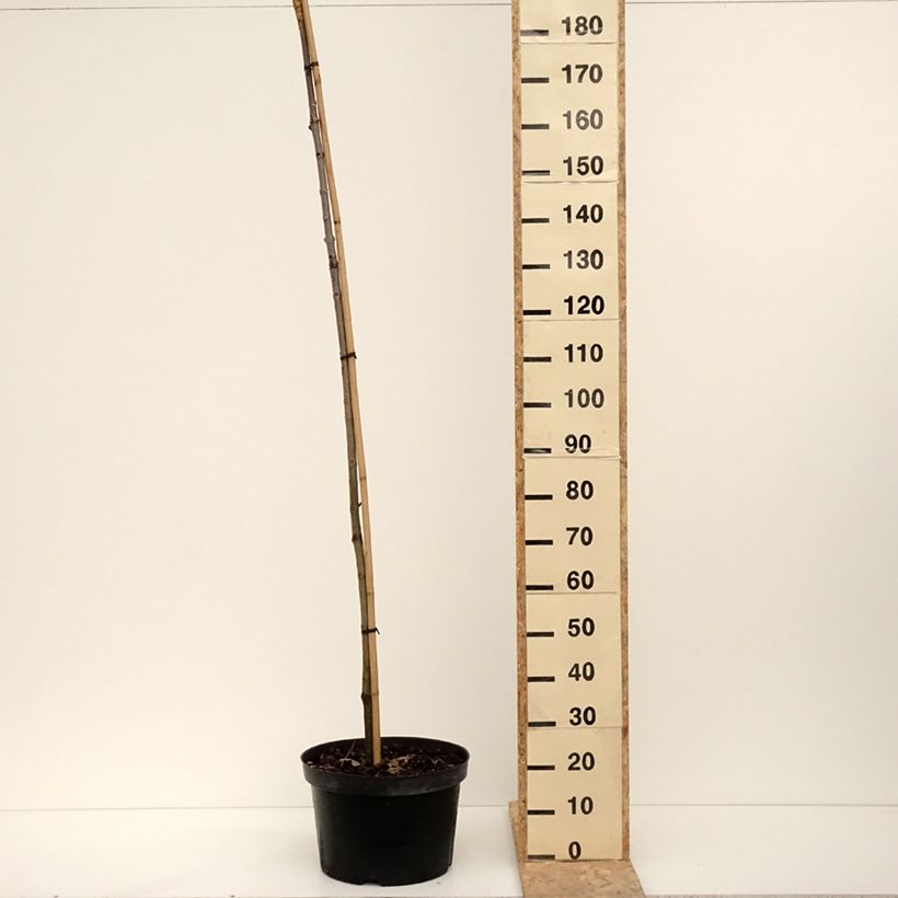Aesculus hippocastanum Umbraculifera - Marronnier commun Pot de 20L/25L, Tige esemplare consegnato in inverno