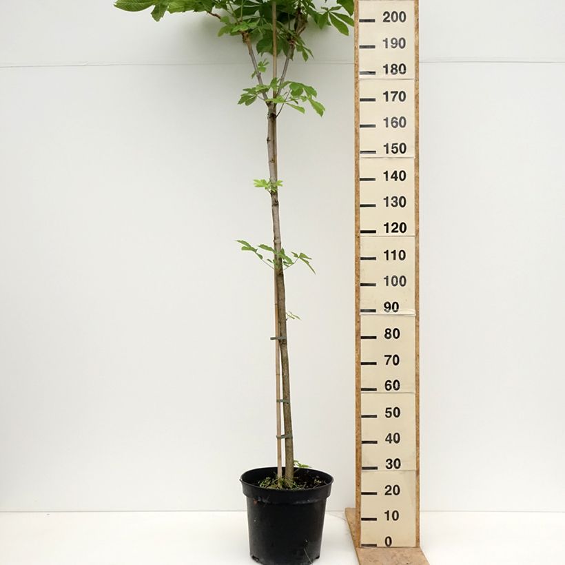 Example of Aesculus hippocastanum Umbraculifera - Ippocastano Vaso da 20L/25L, Vaso impalcato as you get in printemps