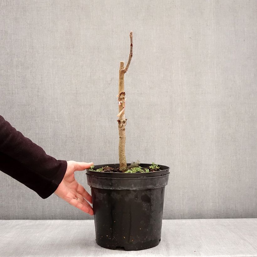 Aesculus indica Sydney Pearce - Ippocastano indiano Vaso da 7,5L/10L esemplare consegnato in inverno