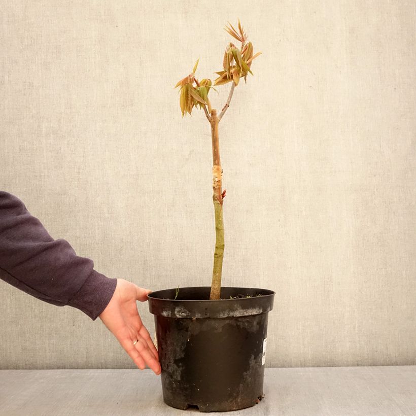 Aesculus indica Sydney Pearce - Ippocastano indiano Vaso da 7,5L/10L esemplare consegnato in primavera
