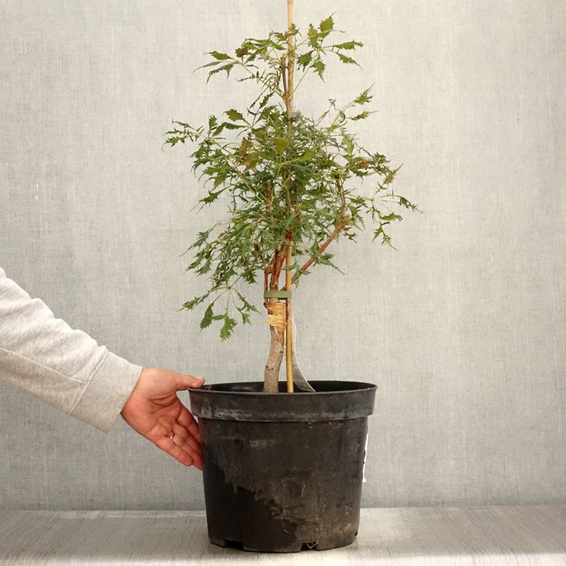 Esemplare di Aesculus Laciniata - Marronnier commun Pot de 7,5L/10L come consegnato in autunno