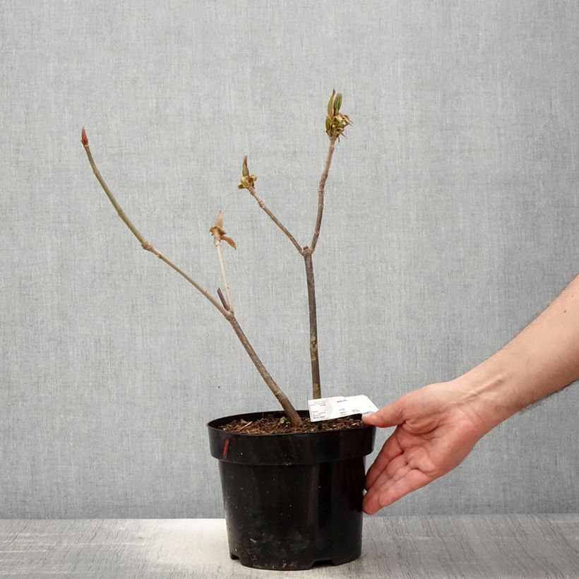 Example of Aesculus parviflora - Ippocastano nano Vaso da 2L/3L as you get in printemps