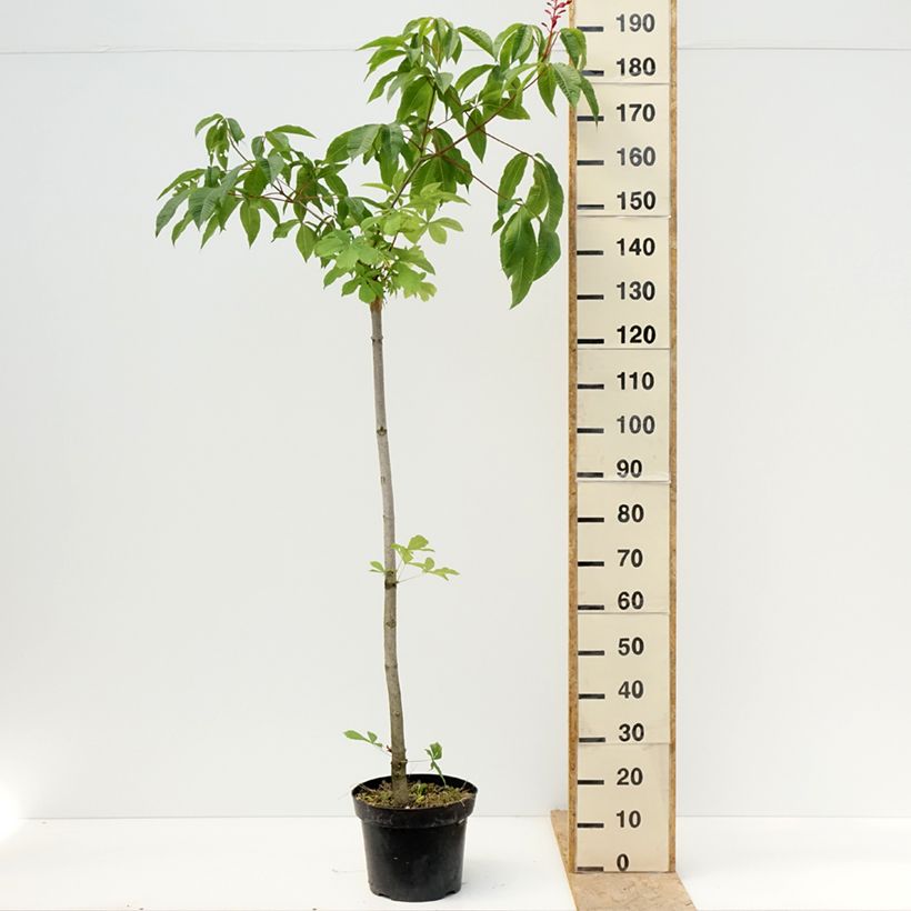 Aesculus pavia Humilis - Ippocastano rosso Vaso da 7,5L/10L esemplare consegnato in primavera