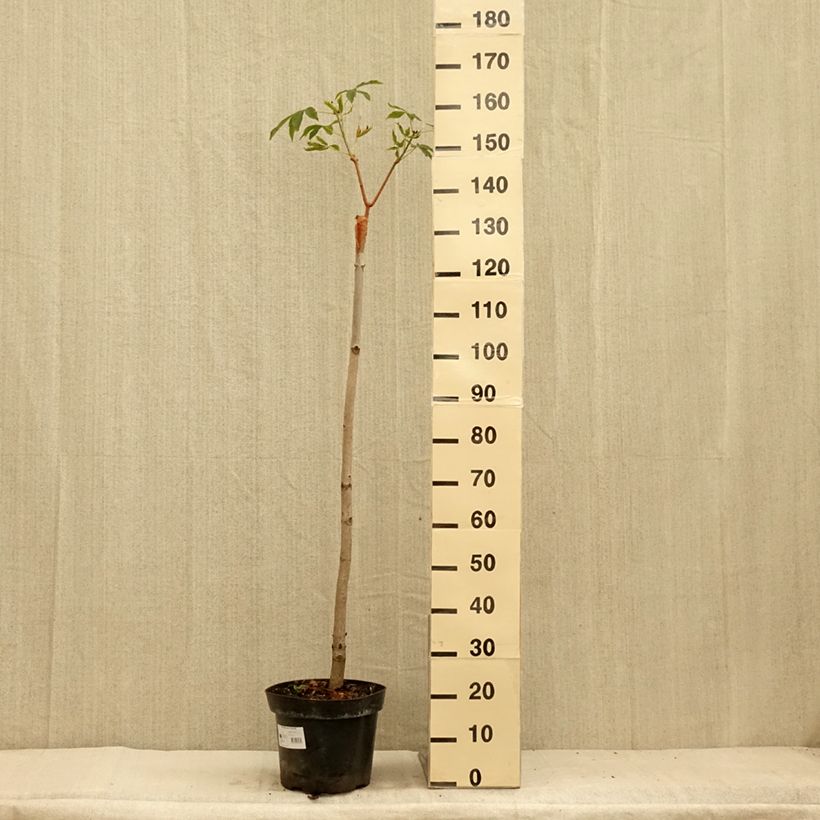 Esemplare di Aesculus pavia Humilis - Ippocastano rosso Vaso da 7,5L/10L consegnato in estate