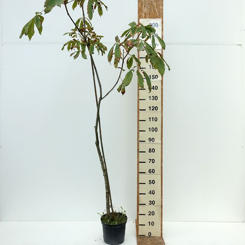 Esemplare di Aesculus x bushii - Ippocastano hibrido Vaso da 7,5L/10L, Vaso impalcato consegnato in estate