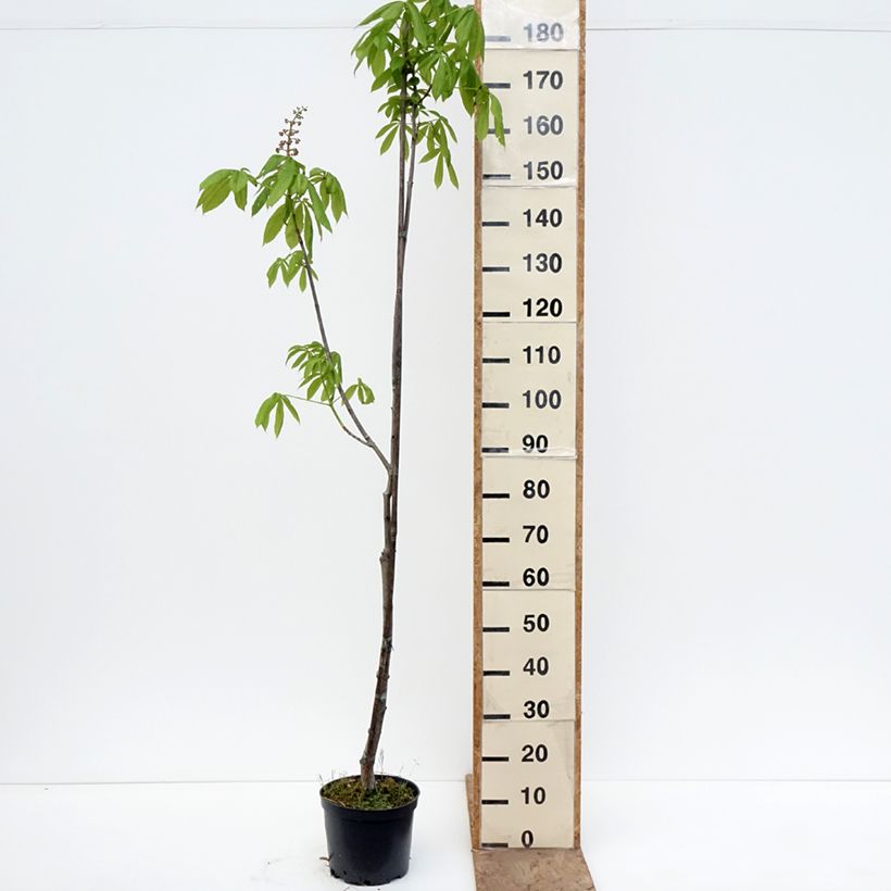 Aesculus x bushii - Ippocastano hibrido Vaso da 7,5L/10L, Vaso impalcato esemplare consegnato in primavera