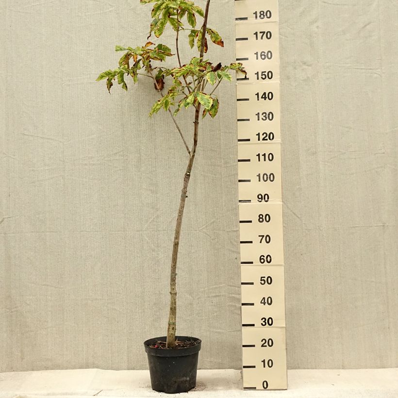 Esemplare di Aesculus carnea Marginata - Ippocastano rosso Vaso da 7,5L/10L, Vaso impalcato consegnato in estate