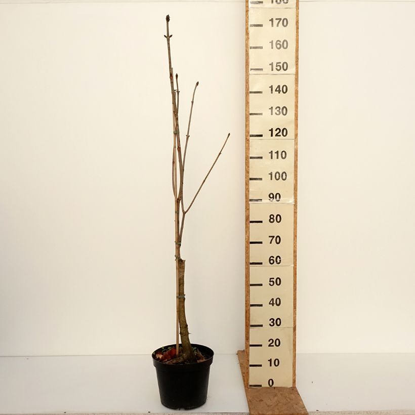 Esemplare di Aesculus x carnea Plantierensis - Ippocastano rosso Vaso da 7,5L/10L come consegnato in autunno