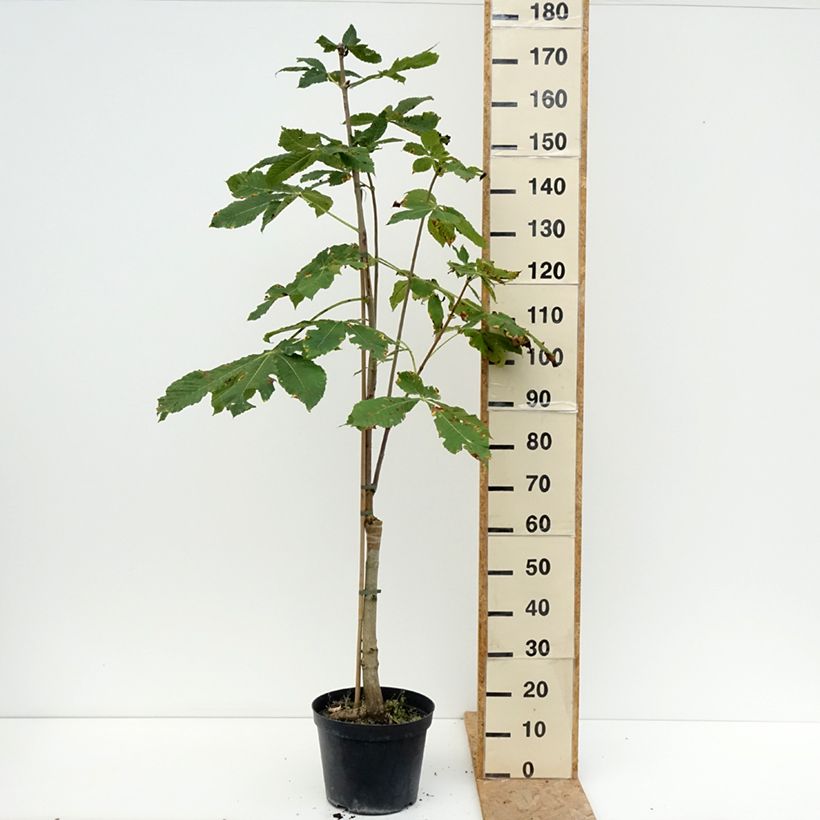 Esemplare di Aesculus x carnea Plantierensis - Ippocastano rosso Vaso da 7,5L/10L consegnato in estate