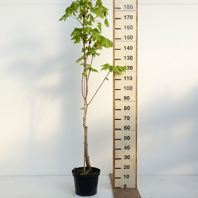 Aesculus x carnea Plantierensis - Ippocastano rosso Vaso da 7,5L/10L esemplare consegnato in primavera
