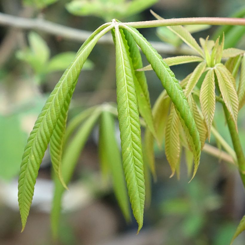 Aesculus x glaucescens - Ippocastano hibrido (Foliage)