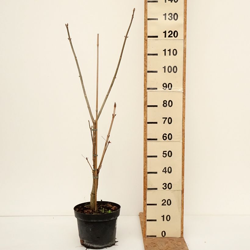 Esemplare di Aesculus x glaucescens - Ippocastano hibrido Vaso da 7,5L/10L come consegnato in autunno