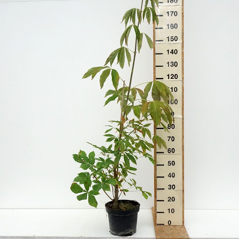 Esemplare di Aesculus x glaucescens - Ippocastano hibrido Vaso da 7,5L/10L consegnato in estate