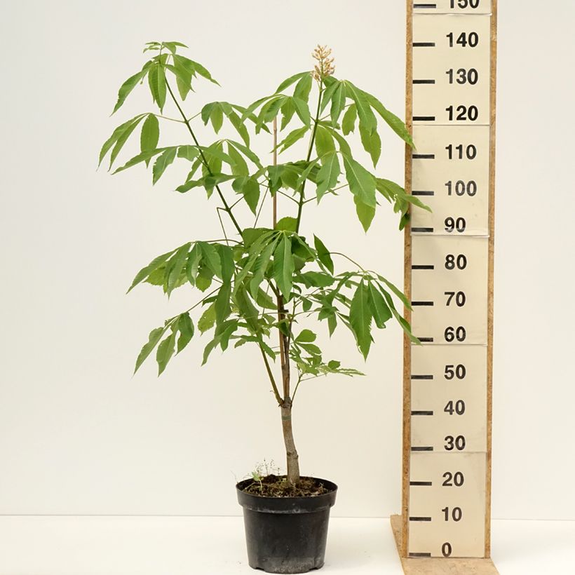 Example of Aesculus x glaucescens - Ippocastano hibrido Vaso da 7,5L/10L as you get in printemps
