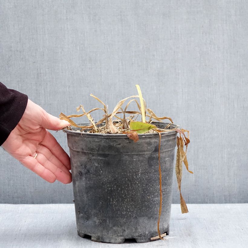 Example of Agapanthus umbellatus Albus Vaso da 4L/5L as you get in hiver