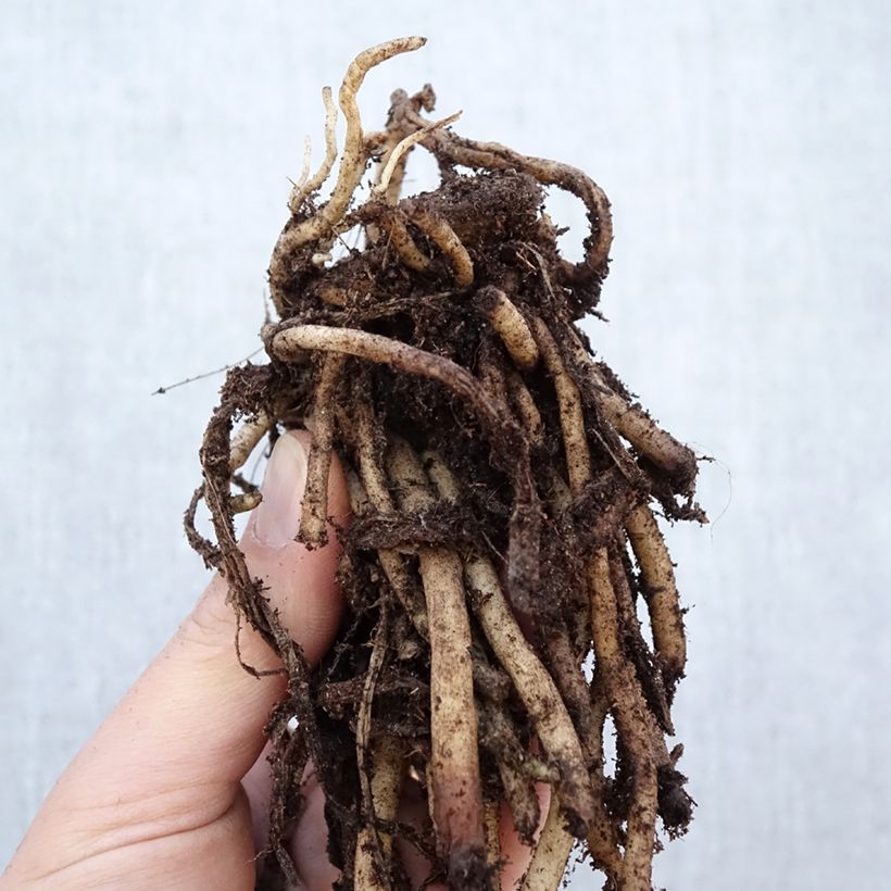 Example of Agapanthus umbellatus Albus Cespo 1/2 occhi as you get in hiver