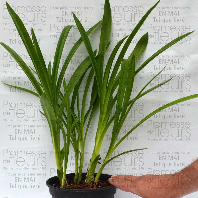 Esempio di esemplare Agapanthus inapertus Nigrescens Vaso da 2L/3L come consegnato