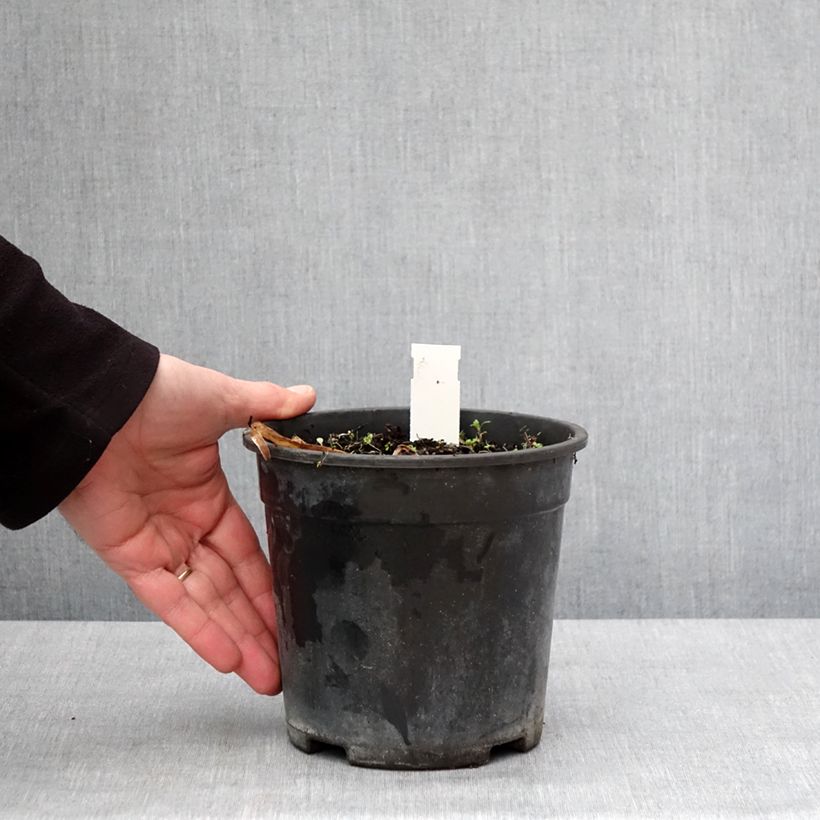 Agapanthus Back in Black Vaso da 2L/3L esemplare consegnato in inverno