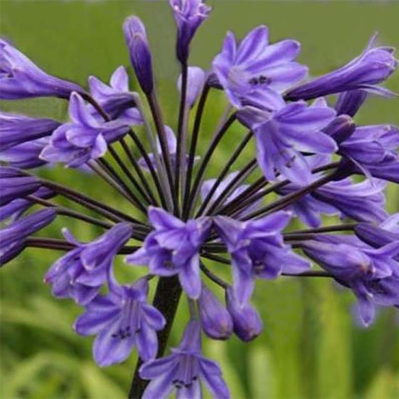 Agapanthus Black Buddhist (Fioritura)