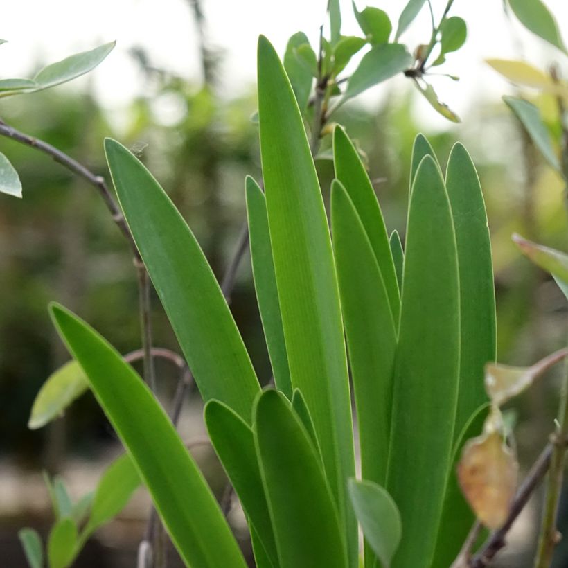 Agapanthus Black Buddhist (Fogliame)