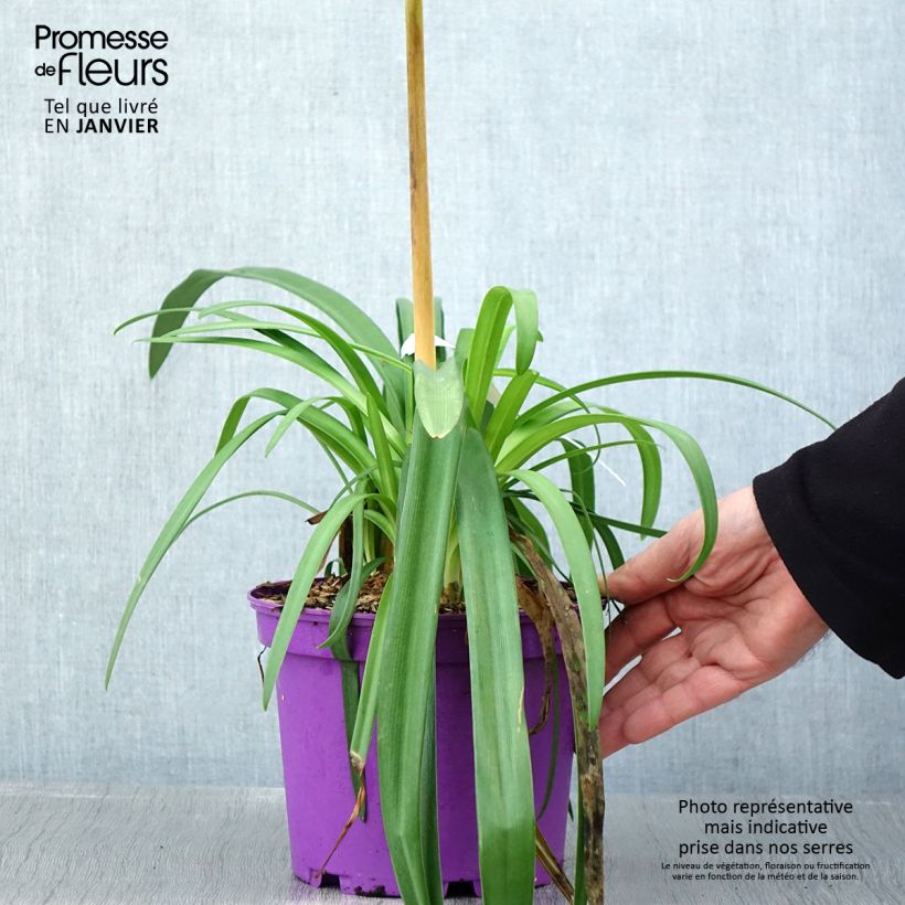 Agapanthe Black Jack Pot de 1,5L/2L esemplare consegnato in inverno