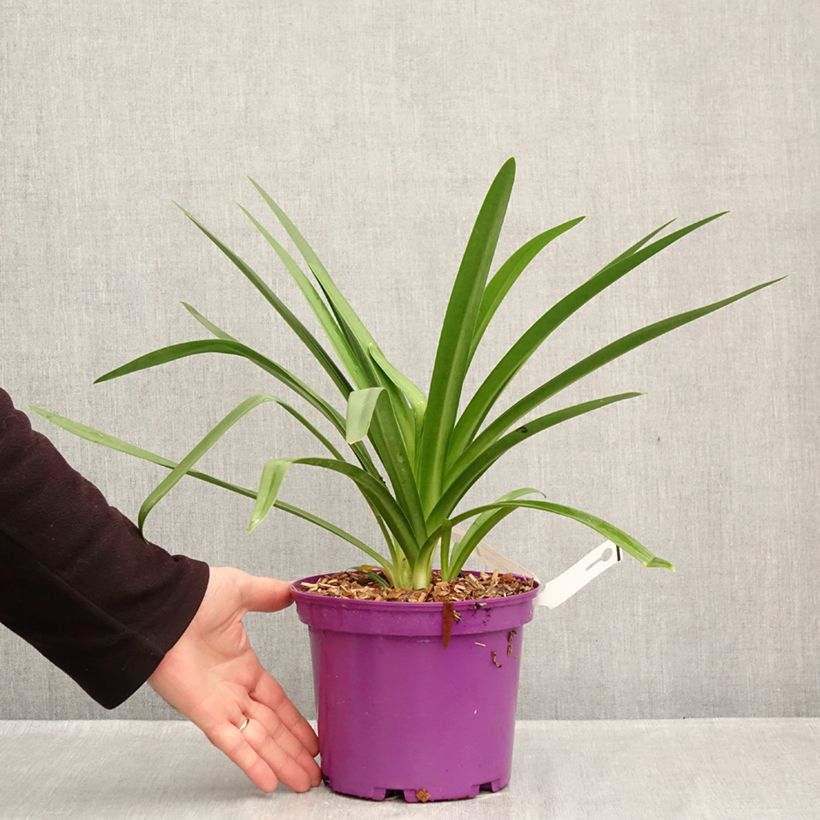 Esemplare di Agapanthus Black Jack Vaso da 3L/4L come consegnato in autunno