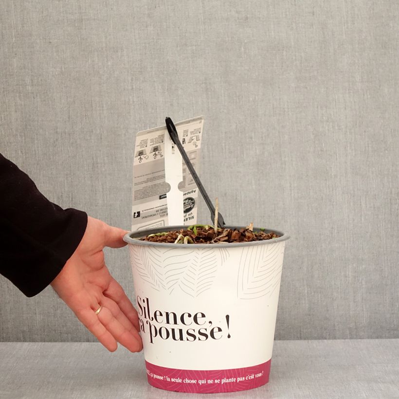 Agapanthus Black Jack Vaso da 3L/4L esemplare consegnato in inverno