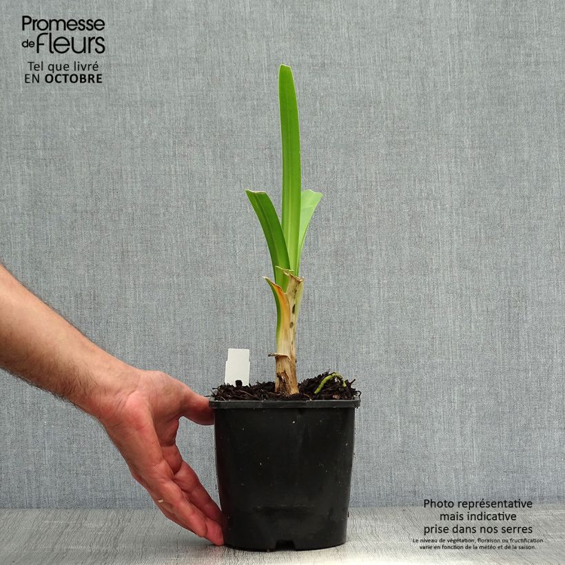 Esemplare di Agapanthus Black Pantha Vaso da 2L/3L come consegnato in autunno