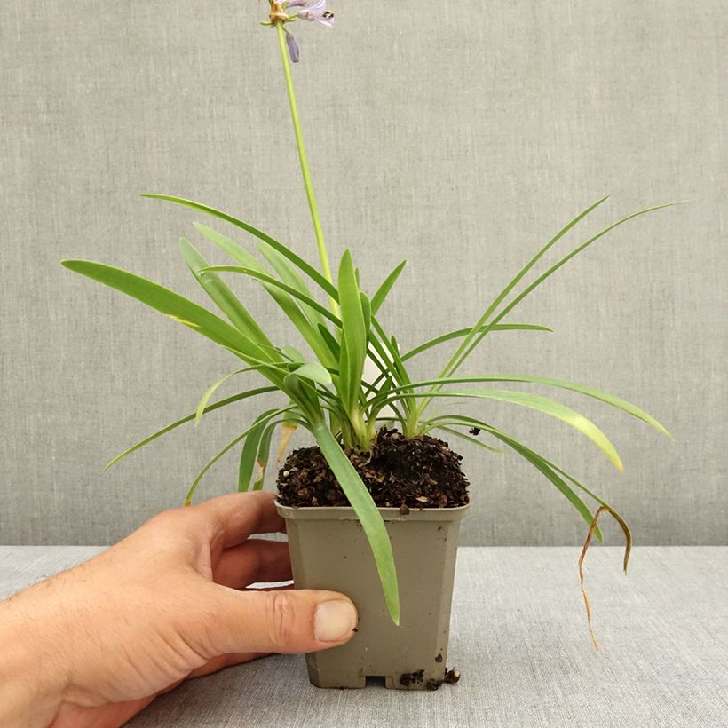 Agapanthus Blue Baby Vasetto da 8/9 cm esemplare consegnato in primavera