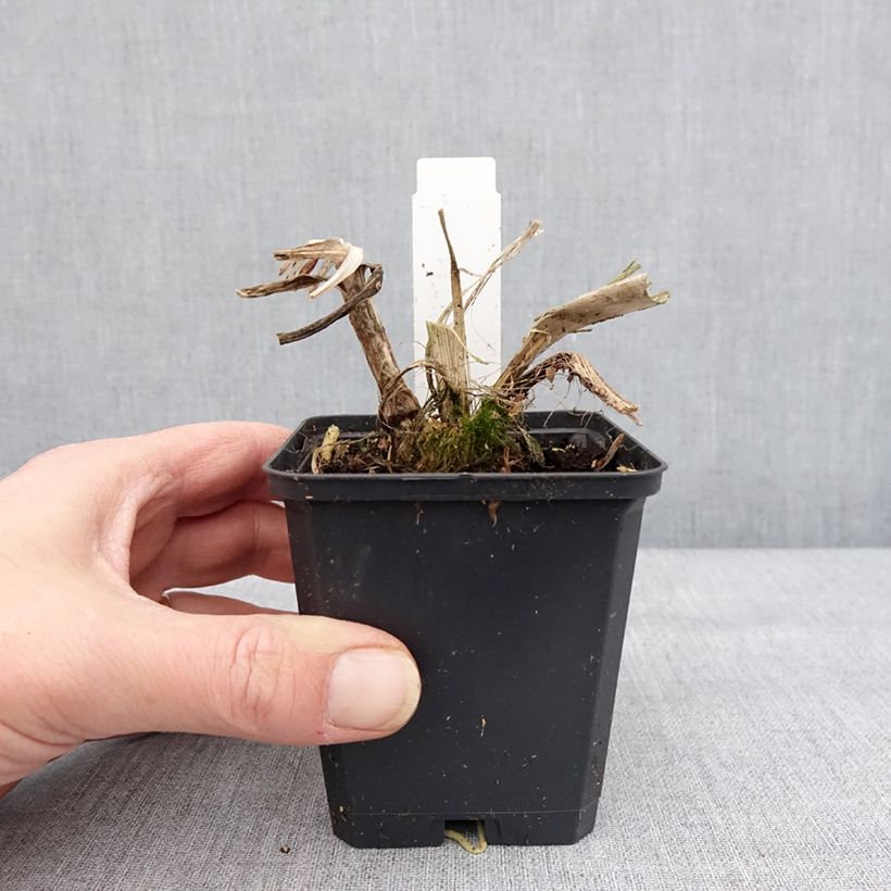 Agapanthus Blue Giant Vasetto da 8/9 cm esemplare consegnato in inverno