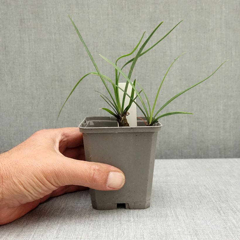 Agapanthus Blue Giant Vasetto da 8/9 cm esemplare consegnato in primavera
