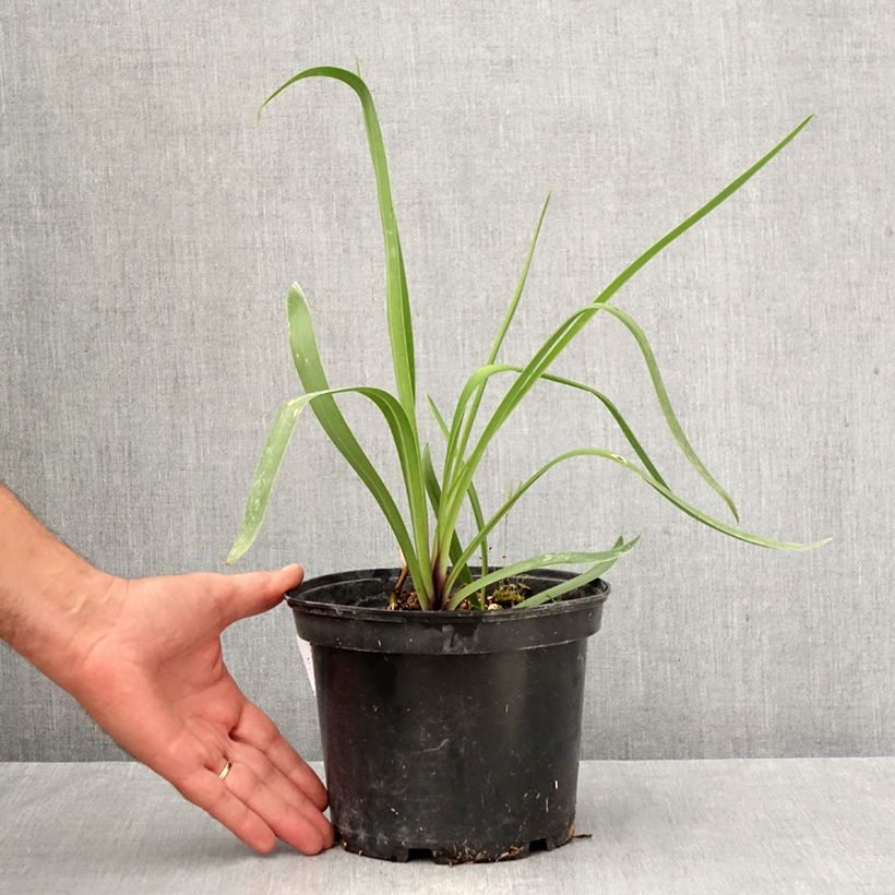 Example of Agapanthus Blue Infinity Vaso da 2L/3L as you get in automne