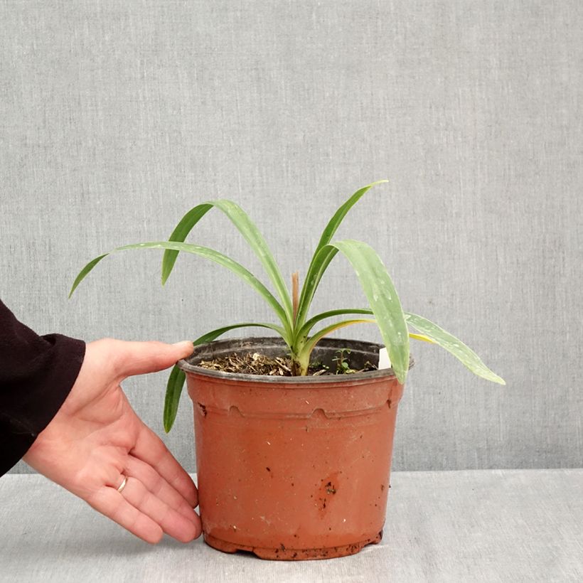 Esemplare di Agapanthus Blue Triumphator Vaso da 2L/3L come consegnato in autunno