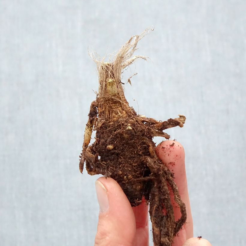 Agapanthus Blue Velvet Piante piccole a radice nuda esemplare consegnato in inverno