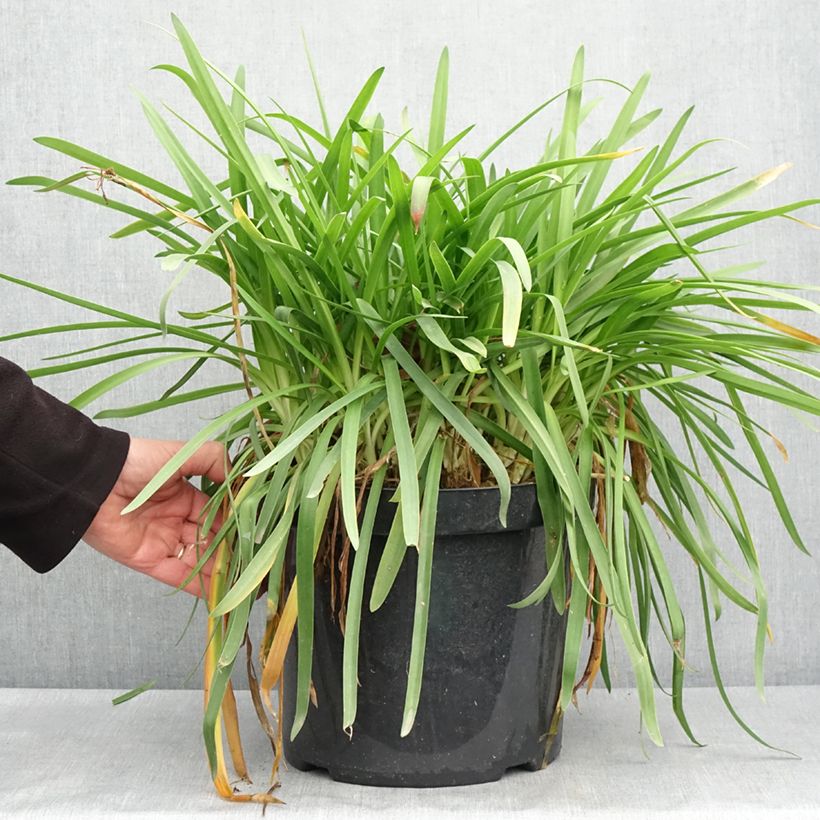 Agapanthus Bluestorm Vaso da 7,5L/10L esemplare consegnato in primavera