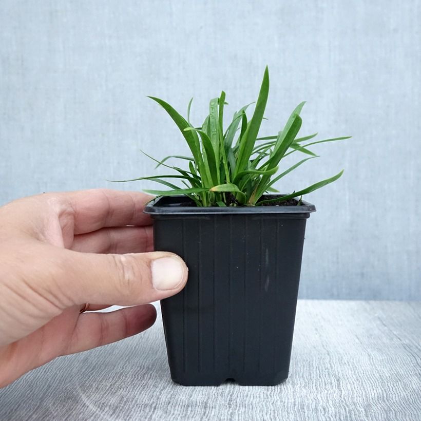 Example of Agapanthuse Blush Pink Vasetto da 8/9 cm as you get in ete