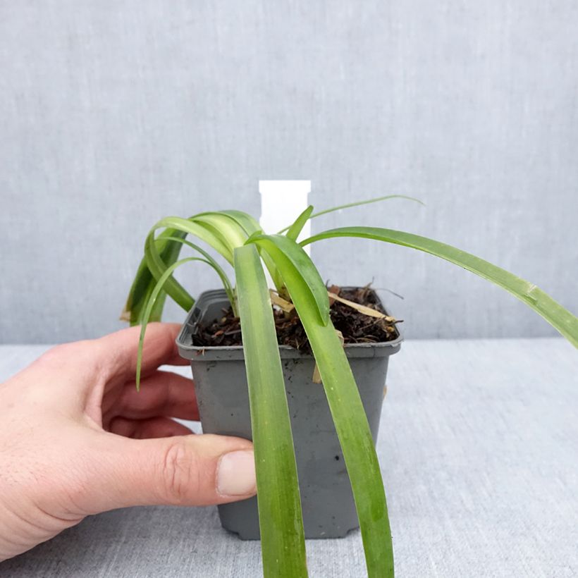 Agapanthus campanulatus var. albidus var. albidus Vasetto da 8/9 cm esemplare consegnato in inverno