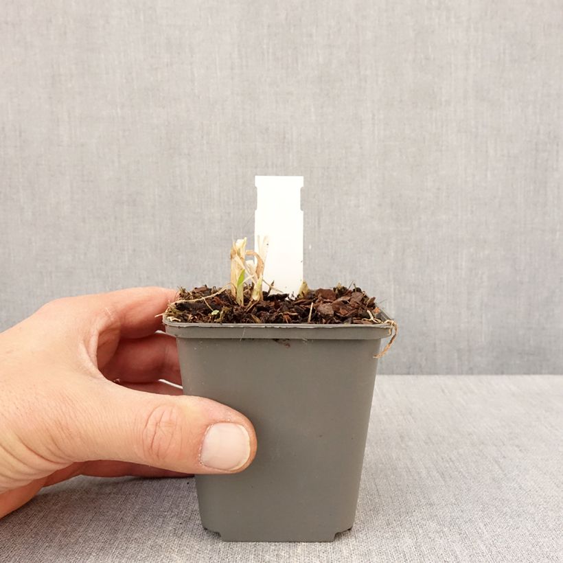 Agapanthus campanulatus var. albidus var. albidus Vasetto da 8/9 cm esemplare consegnato in primavera